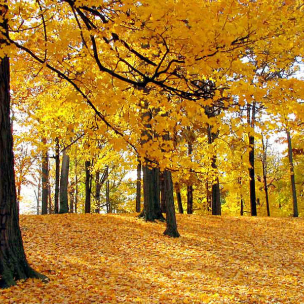 Beautiful Tree Wallpaper Designs for Home Walls